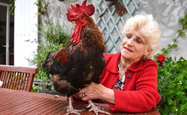 Во Франции приняли закон, который защищает «звуки сельской жизни», – пение петухов и сверчков, коровьи колокольчики и даже звук трактора