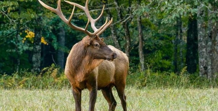 В Швеции построят 10 виадуков для оленей