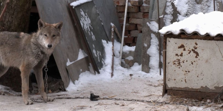 В Чернигове подобрали на улице щенка, но это оказалось совсем другое животное (ФОТО и ВИДЕО)