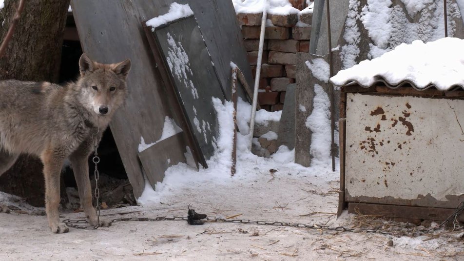 В Чернигове подобрали на улице щенка, но это оказалось совсем другое животное (ФОТО и ВИДЕО) 3