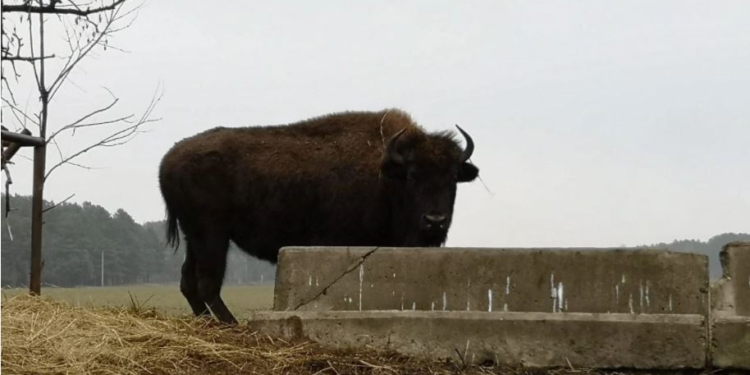 Под Киевом стадо бизонов и зубров напало на туристов (ФОТО)