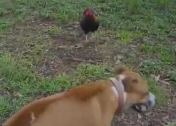 Размеры – ничто, уверенность – все: петух гоняет всех собак (ВИДЕО)