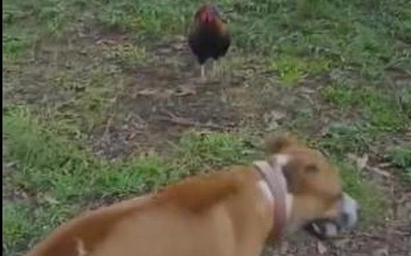 Размеры – ничто, уверенность – все: петух гоняет всех собак (ВИДЕО)