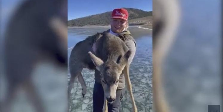 Ну, очень скользко: американские рыбаки спасли олененка, застрявшего на замерзшем озере (ВИДЕО)