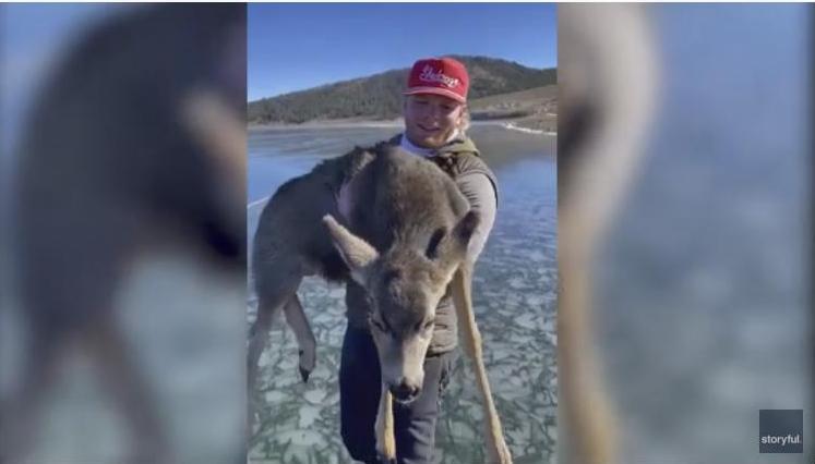 Ну, очень скользко: американские рыбаки спасли олененка, застрявшего на замерзшем озере (ВИДЕО) 1