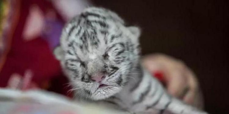 Редкий белый тигренок родился в зоопарке Никарагуа