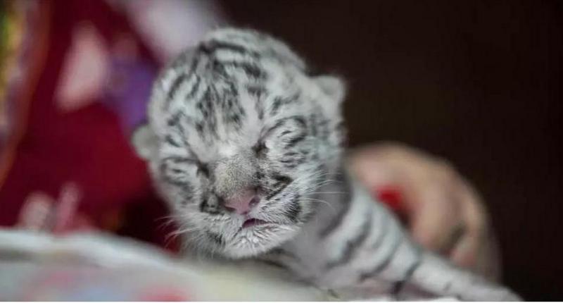 Редкий белый тигренок родился в зоопарке Никарагуа 1