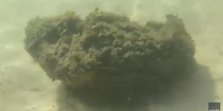 Вы думаете, это забавное создание? Как бы не так – это идеальная маскировка самой ядовитой рыбы в мире (ВИДЕО)