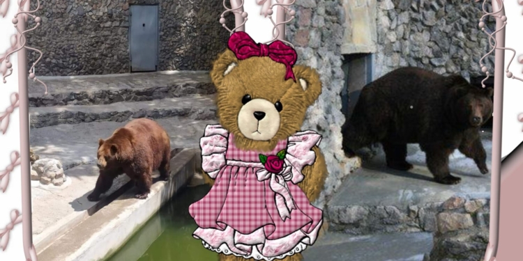 В Николаевском зоопарке именинники – камчатские медведи Мирон и Вакула (ФОТО)