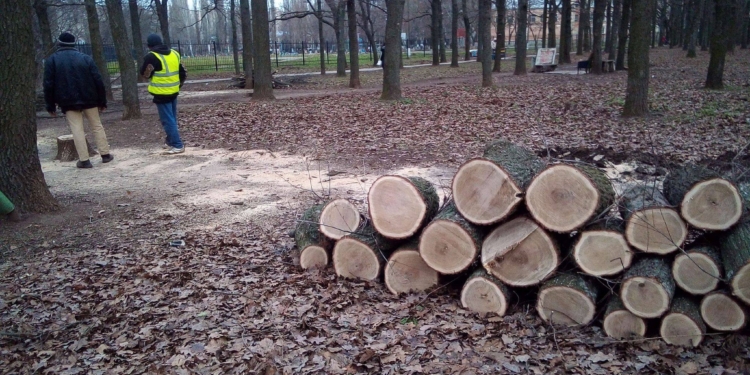 В Николаеве очередное варварство – вырубили молодые дубы возле 20-й школы (ФОТО)