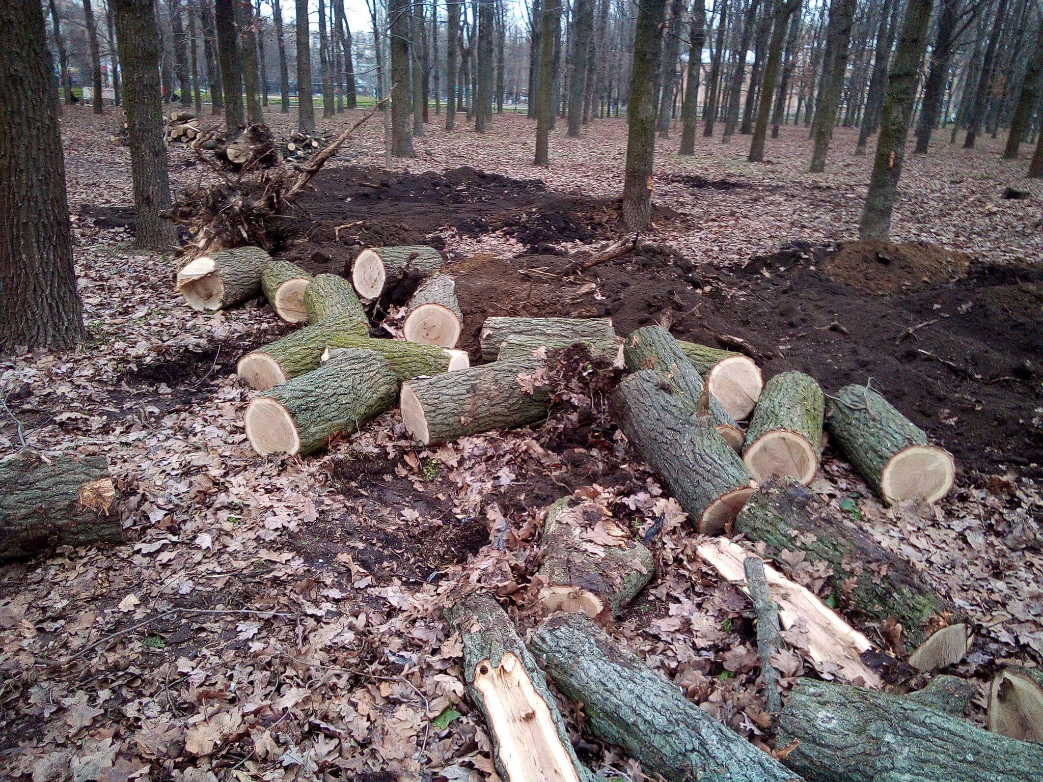 Благодаря лечения я быстро поправился вырубая леса. Вырубка деревьев. Вырубка лесов. Вырубка дуба. Рубка дуба.