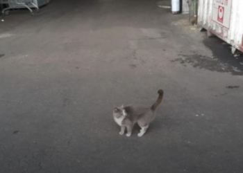 Из Одессы в Хайфу: в контейнере с конфетами ручной работы нашли кошку