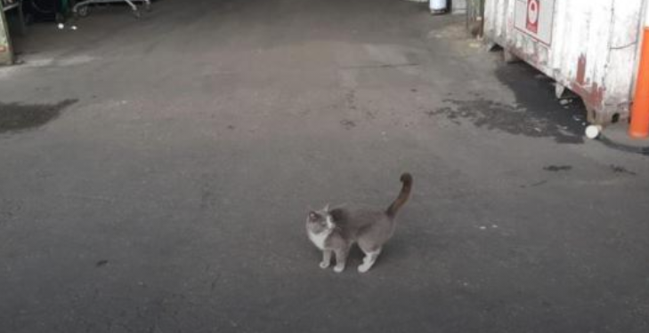 Из Одессы в Хайфу: в контейнере с конфетами ручной работы нашли кошку