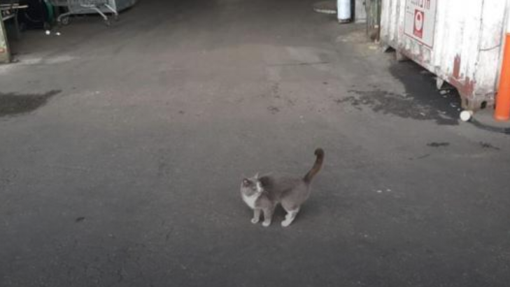 Из Одессы в Хайфу: в контейнере с конфетами ручной работы нашли кошку 1