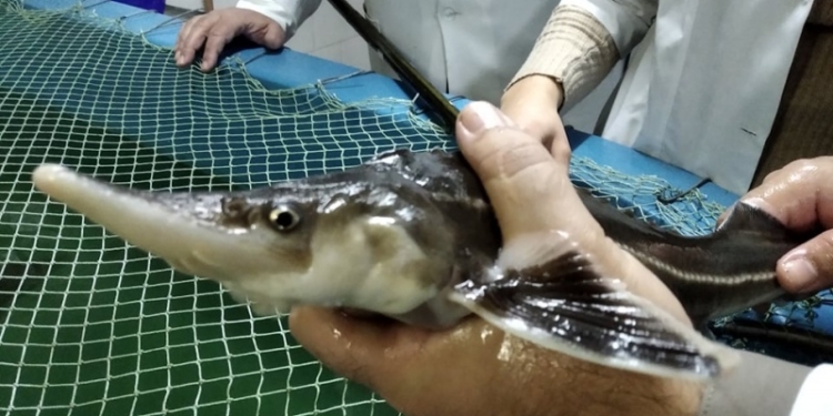 В Черновцах ученые спасают от вымирания краснокнижных местных рыб – стерлядь, марену, вырезуба (ФОТО)