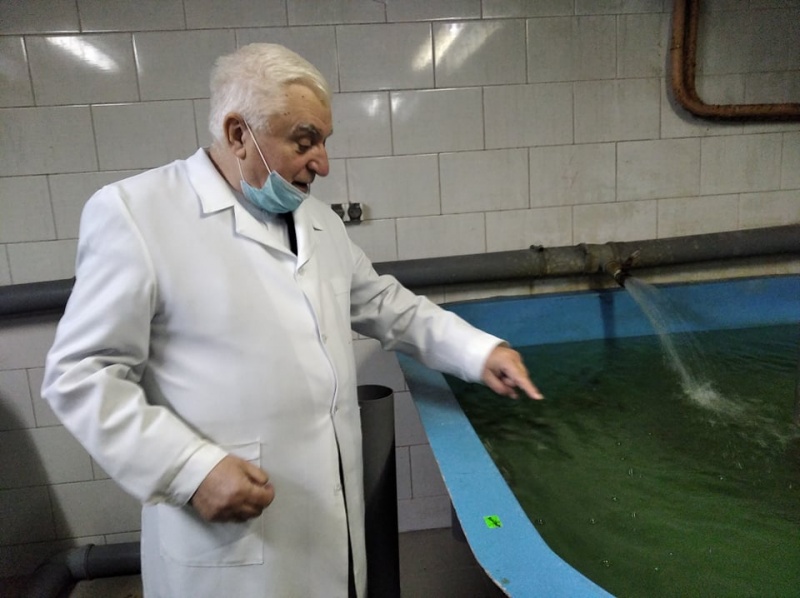 В Черновцах ученые спасают от вымирания краснокнижных местных рыб - стерлядь, марену, вырезуба (ФОТО) 11
