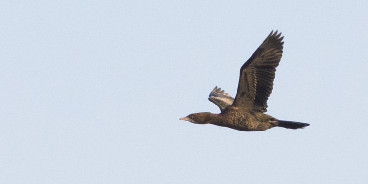 Редкие утки, зимовавшие раньше на Кинбурне и Березани, замечены на Хортице (ФОТО)