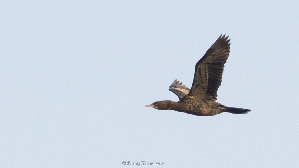 Редкие утки, зимовавшие раньше на Кинбурне и Березани, замечены на Хортице (ФОТО) 3