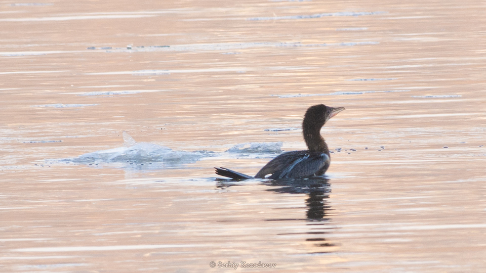 Редкие утки, зимовавшие раньше на Кинбурне и Березани, замечены на Хортице (ФОТО) 5