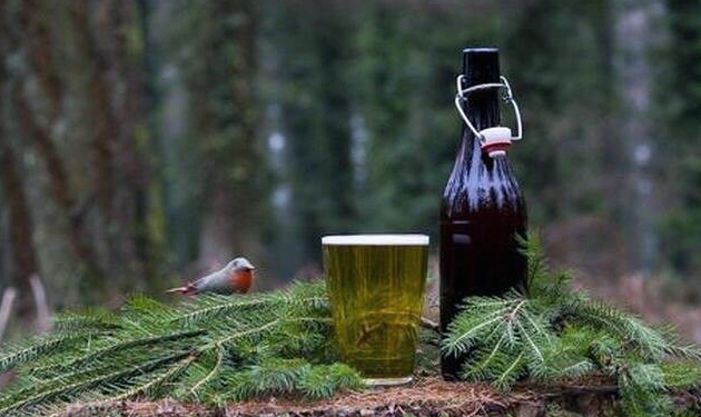 В утиль. В Нидерландах из новогодних елок варят пиво