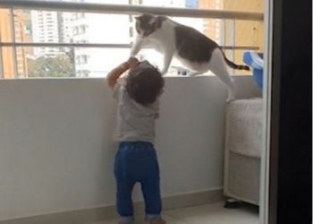 Когда ребенка вместо няни можно доверить кошке (ВИДЕО)