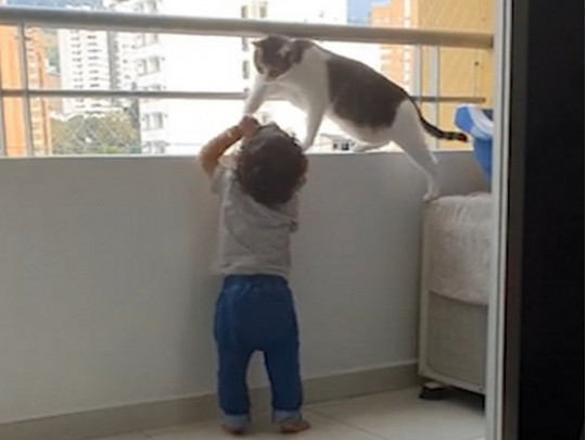 Когда ребенка вместо няни можно доверить кошке (ВИДЕО) 1