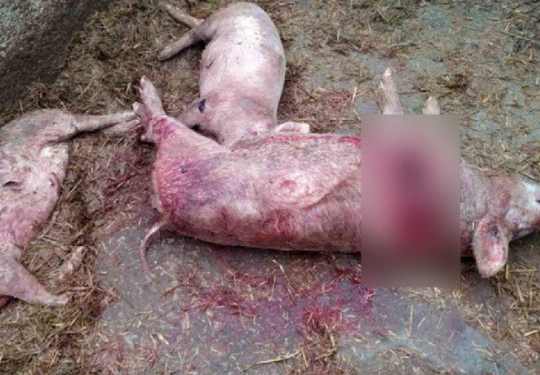 В Украине снова объявилась чупакабра – убивает и не жрет, а жертвы гибнут беззвучно (ФОТО, ВИДЕО)