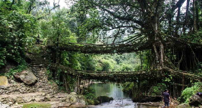 Жаль, не для нашего климата. В Индии научились выращивать мосты (ФОТО)