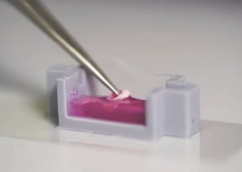 Открытие века? Ученые теперь могут печатать кости из клеток человека (ФОТО, ВИДЕО)