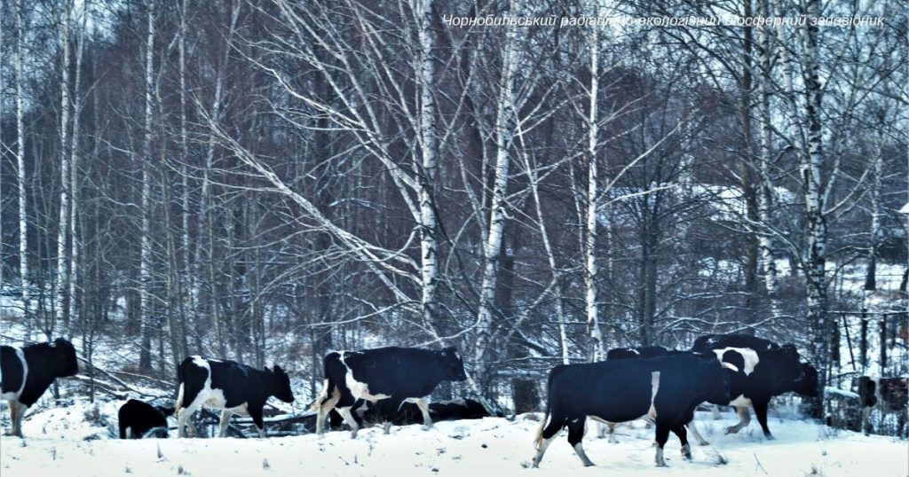 В Чернобыльском заповеднике обнаружили большое стадо диких коров 1