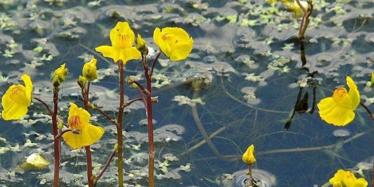 Родом из Австралии. Агрессивные растения-пришельцы атакуют украинские реки