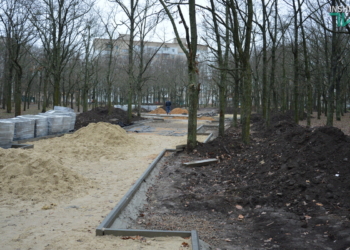 «Любая красота требует жертв»: в Николаеве депутаты проинспектировали вырубку дубов в сквере “Николаевский” (ФОТО и ВИДЕО)