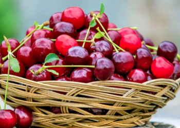 Полкило первой черешни 2021 года продали почти за 10 тысяч долларов