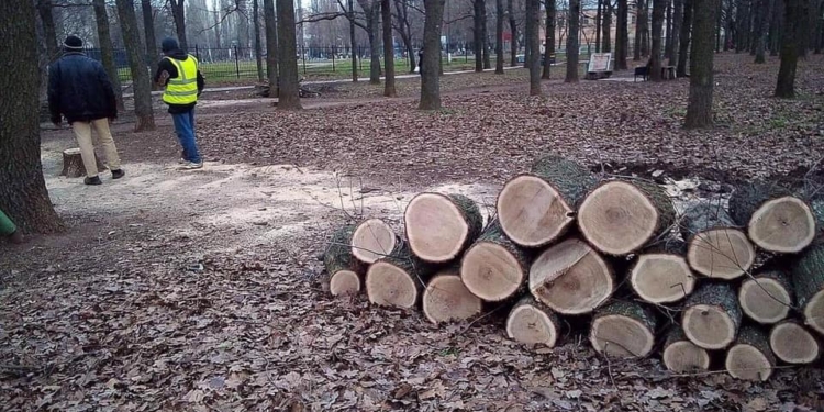 Сенкевич отреагировал на очередной скандал с “реконструкцией” сквера: остановить рубку деревьев. Уже все вырубили?