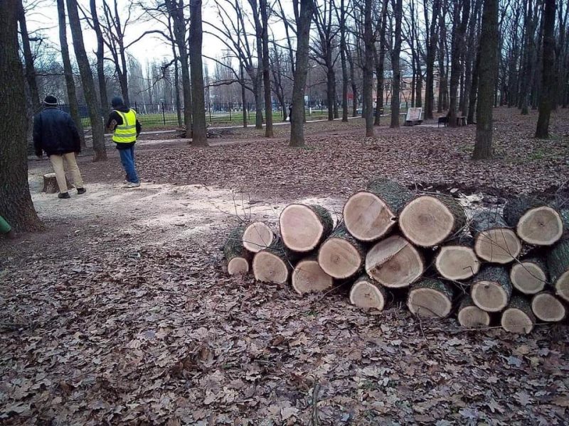 Сенкевич отреагировал на очередной скандал с «реконструкцией» сквера: остановить рубку деревьев. Уже все вырубили?