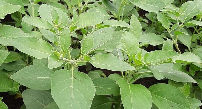 И у нас можно. Женьшень вместо томатов начали выращивать на Хмельнитчине (ФОТО)