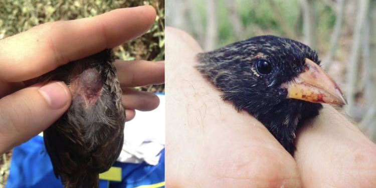 Ужас. Птицы стали пить кровь – зяблики-вампиры терроризируют крупных пернатых (ФОТО, ВИДЕО)