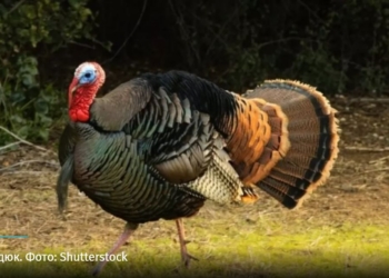 Пьяные латвийцы украли индюка, напоили его водкой и поехали с ним в Юрмалу. Индюшиное похмелье было тяжелым (ВИДЕО)