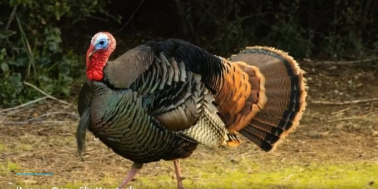 Пьяные латвийцы украли индюка, напоили его водкой и поехали с ним в Юрмалу. Индюшиное похмелье было тяжелым (ВИДЕО)