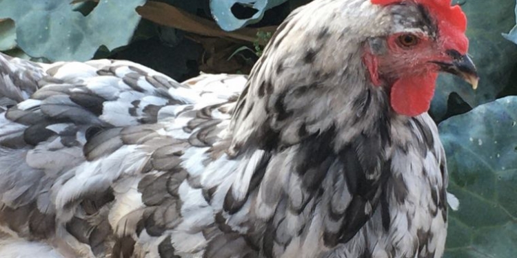 Американка потратила $10 тысяч, чтобы вылечить порок сердца своей любимой курицы (ФОТО)