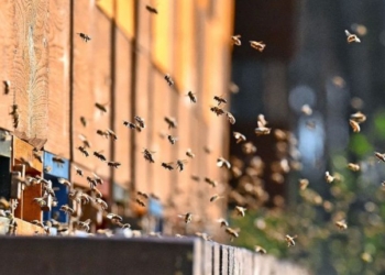 Беда. На юге Украины проснулись пчелы, а впереди холода (ВИДЕО)