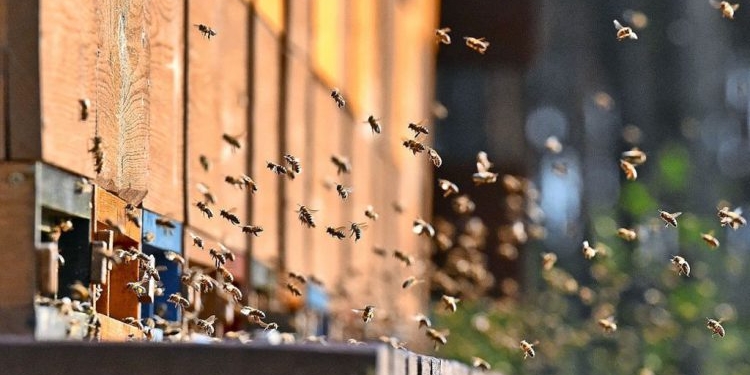 Беда. На юге Украины проснулись пчелы, а впереди холода (ВИДЕО)