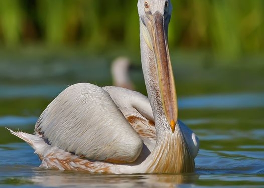 На Тилигульском лимане прибавились редких птиц на зимовке
