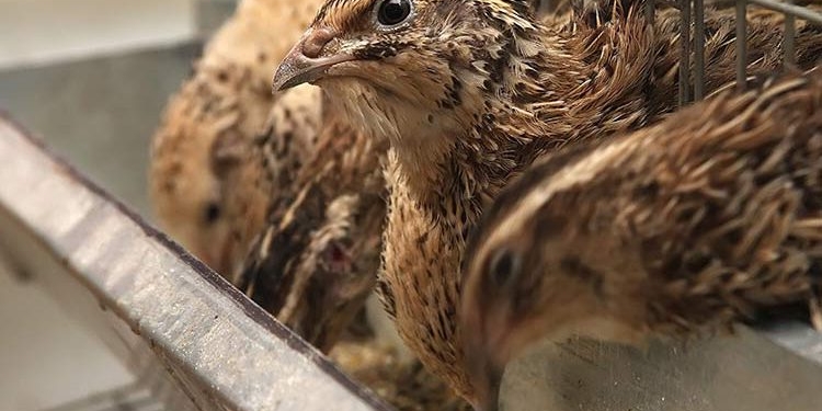 Перепелки для украинцев теперь лакомство, но европейский спрос мы удовлетворить сможем