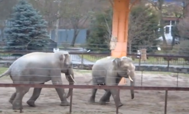 Потеплело: в Николаевском зоопарке слоны резвятся на свежем воздухе (ВИДЕО)