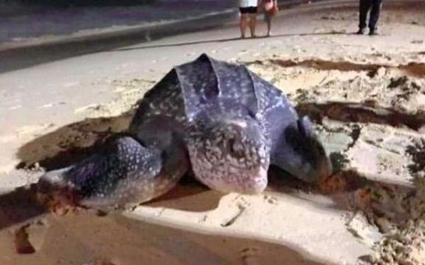 В первый час нового года: впервые за много лет морская черепаха отложила яйца на Пхукете (ФОТО)