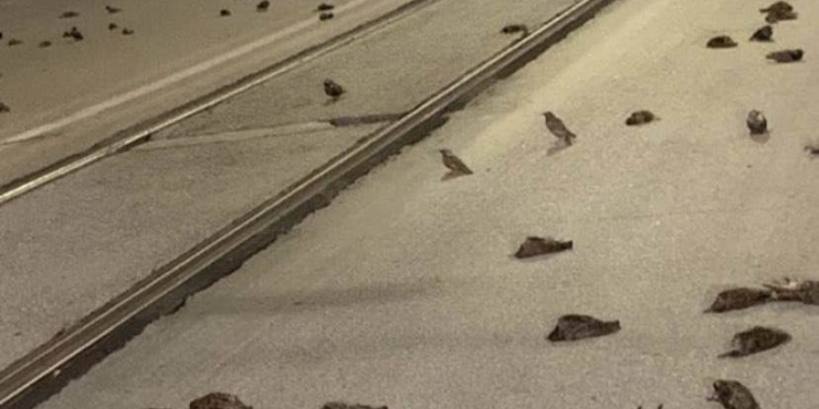 Рим засыпало сотнями мертвых скворцов – птицы погибли из-за новогодних фейерверков (ФОТО, ВИДЕО)