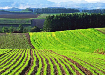 В Николаевской области дешевле чем в Одесской. В каких регионах Украины самая дорогая земля?