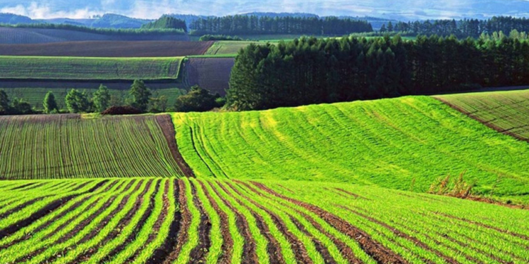 В Николаевской области дешевле чем в Одесской. В каких регионах Украины самая дорогая земля?