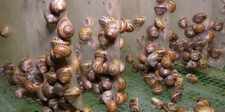 Карантин помог. Улиточная ферма под Николаевом будет экспортировать муцин и выпускать косметику (ФОТО, ВИДЕО)